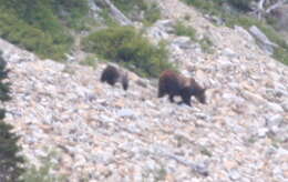 Image of grizzly bear