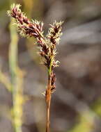 Imagem de Machaerina teretifolia (R. Br.) T. Koyama