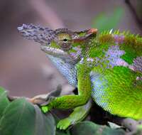 Image of West Usambara Blade-horned Chameleon