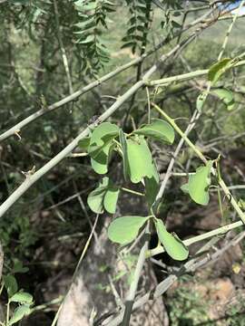 Imagem de Adenia fruticosa subsp. fruticosa