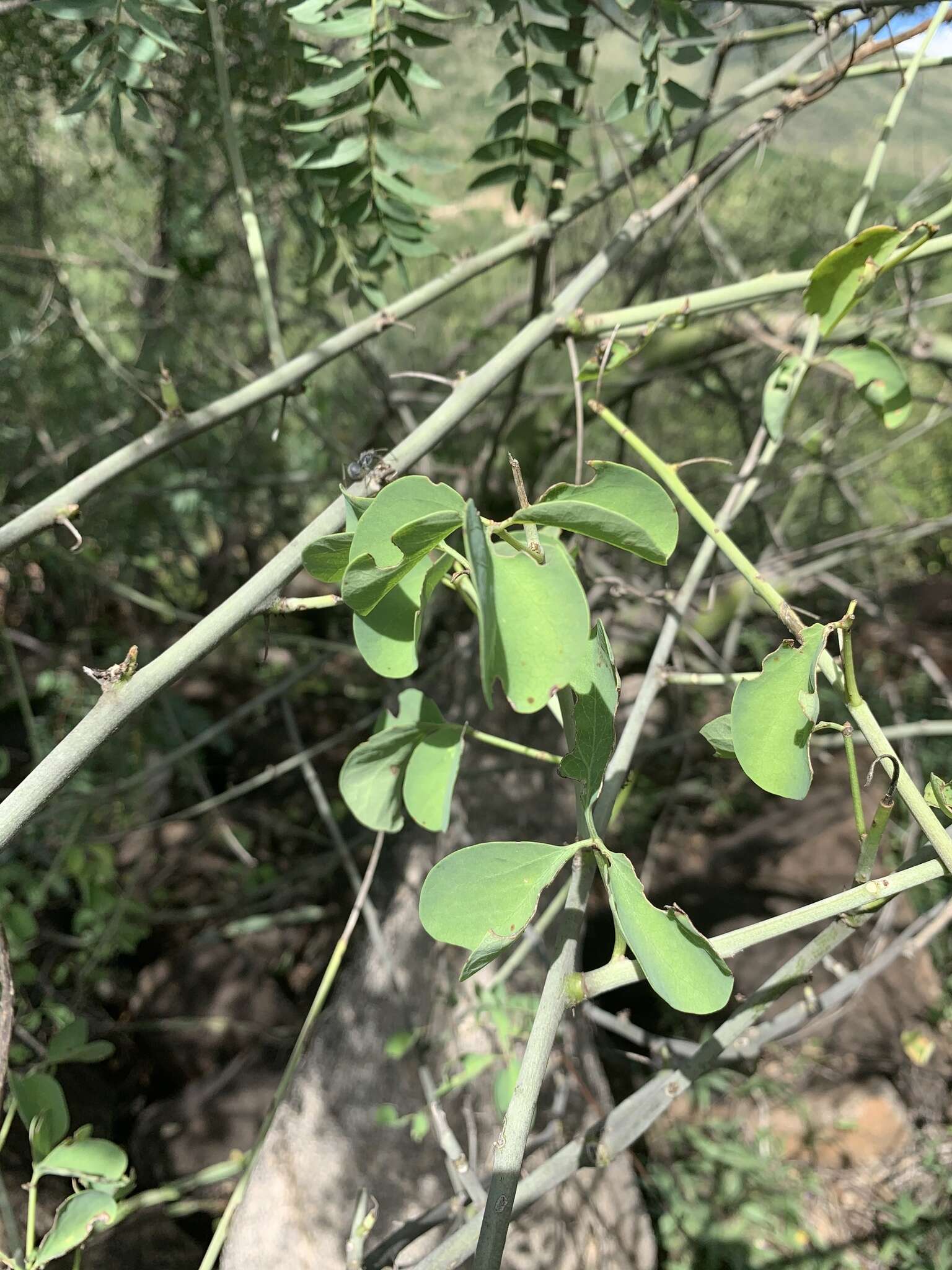 Image of Adenia fruticosa subsp. fruticosa