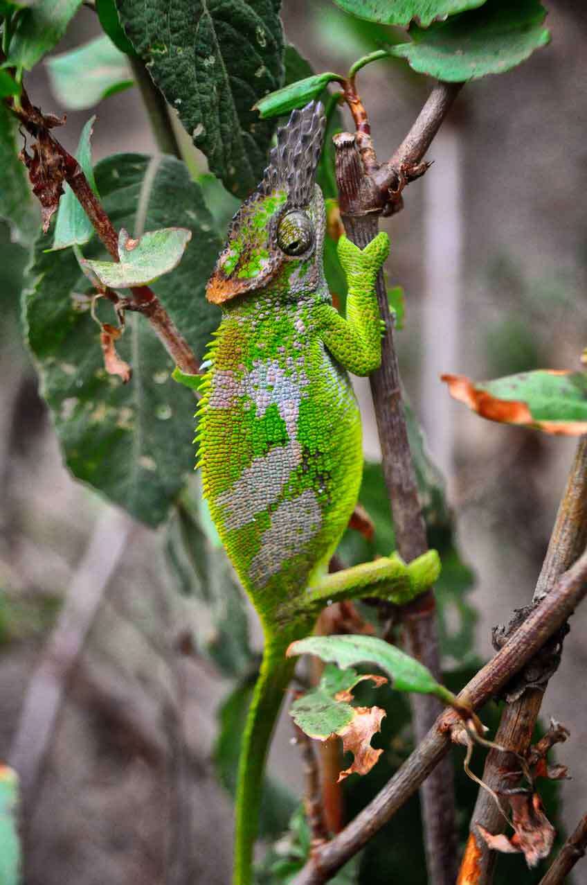 Image of West Usambara Blade-horned Chameleon