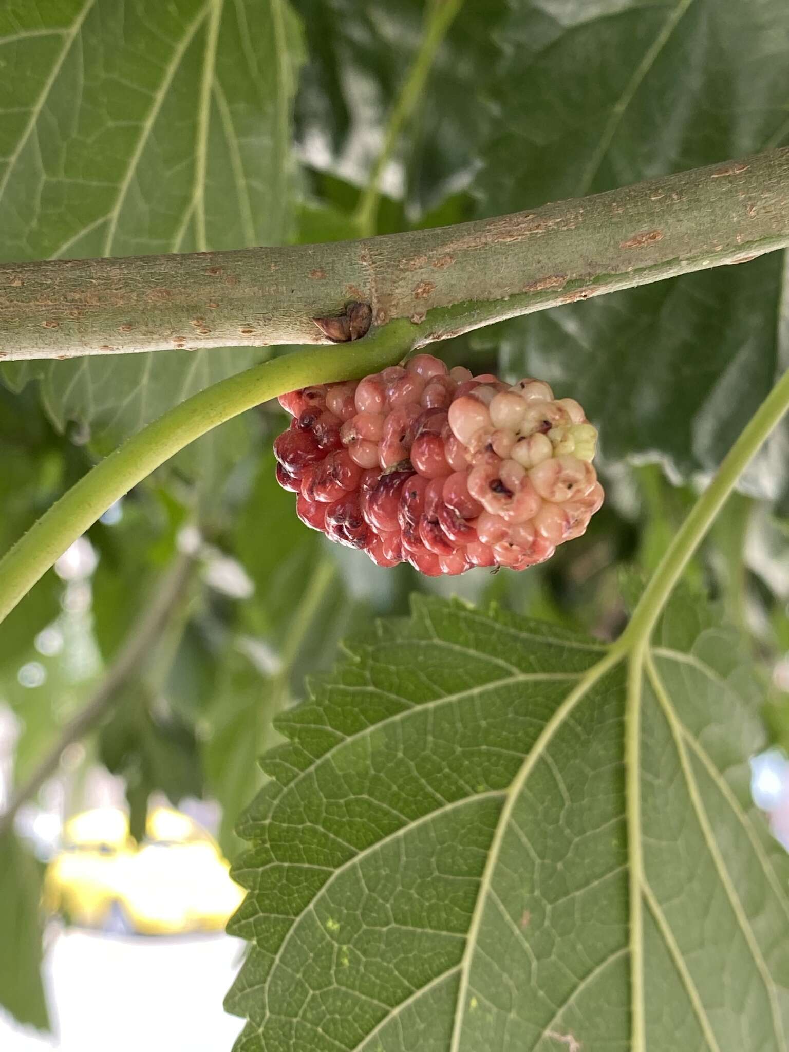 Image of Morus celtidifolia Kunth