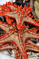 Image of African red knob sea star