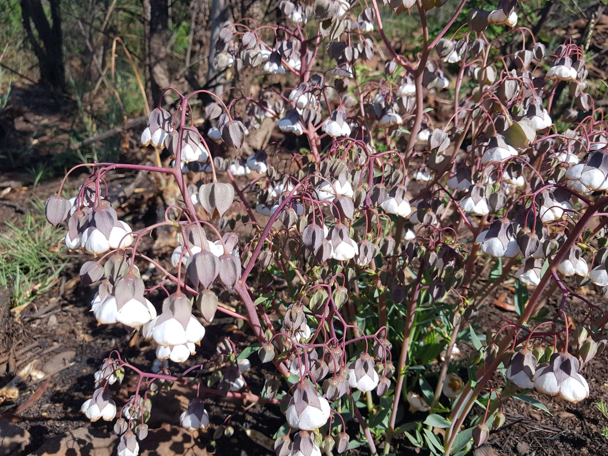 Слика од Trichodesma physaloides (Fenzl) A. DC.