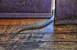 Image of Eastern brown snake