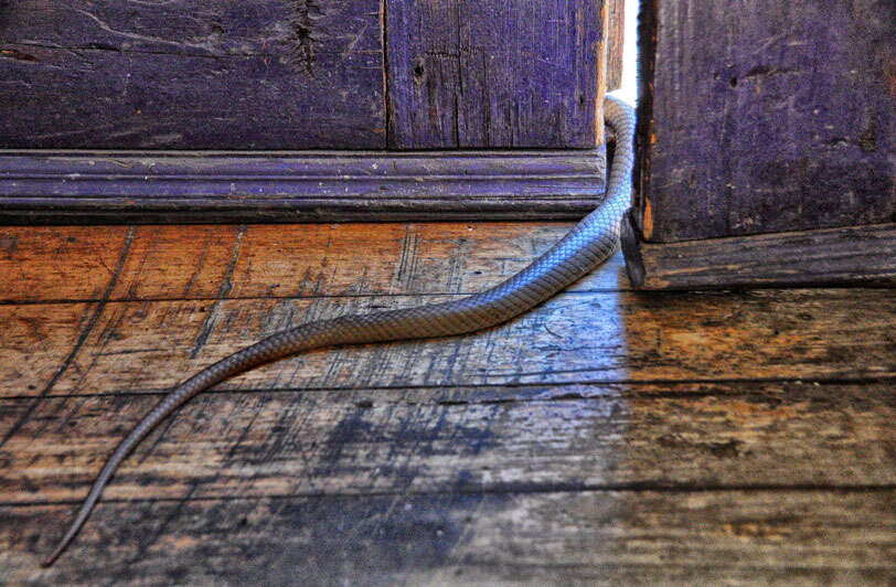 Image of Eastern brown snake