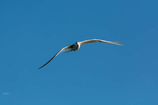 Image of Sandwich Tern