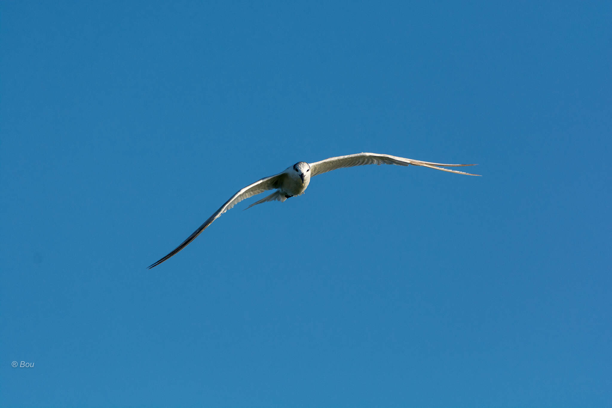Image of Sandwich Tern