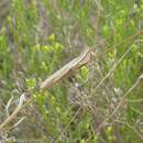 Image of Wyoming Toothpick Grasshopper