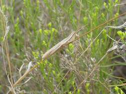 Image of Wyoming Toothpick Grasshopper