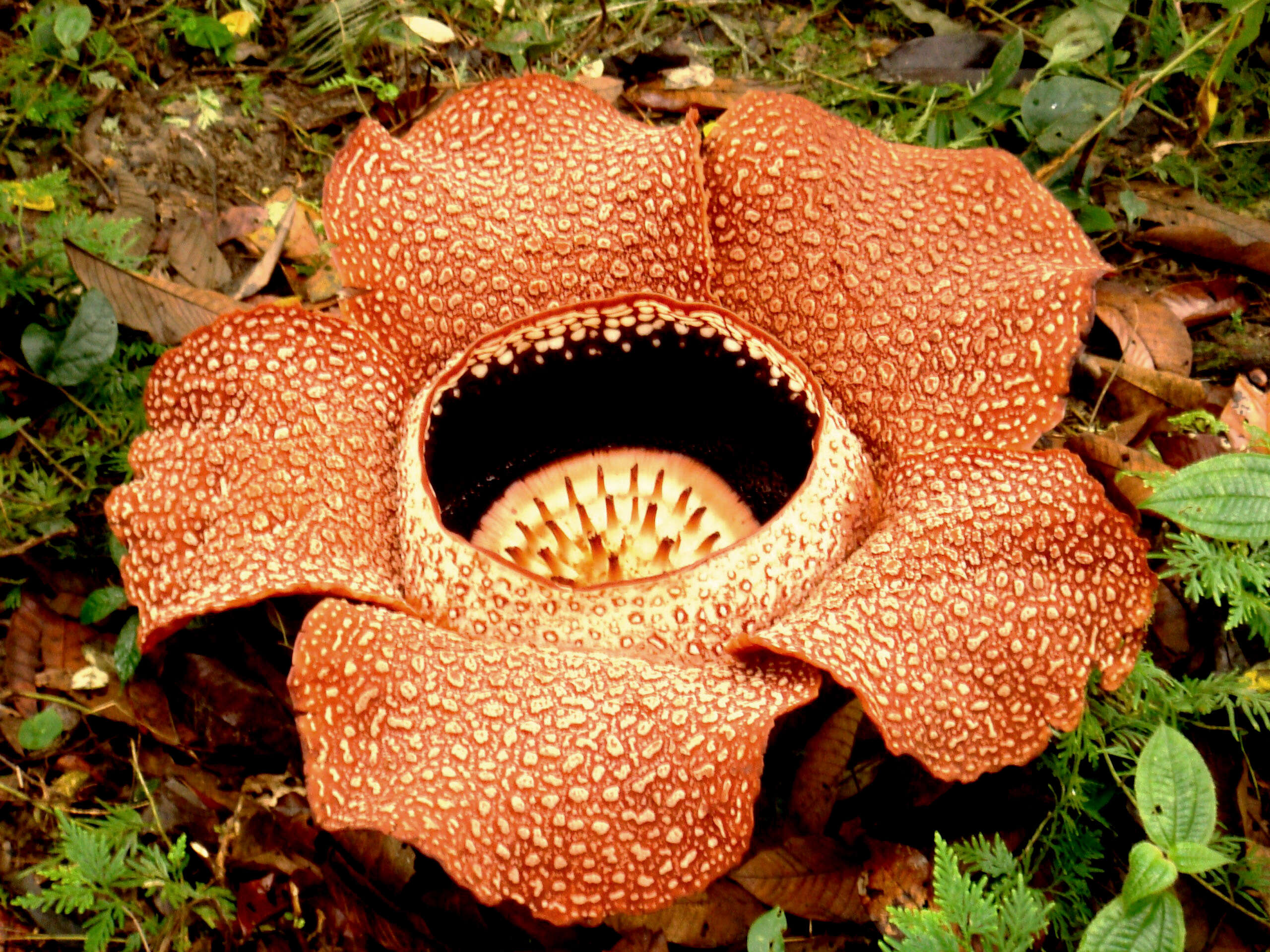 Image de Rafflesia arnoldii R. Br.