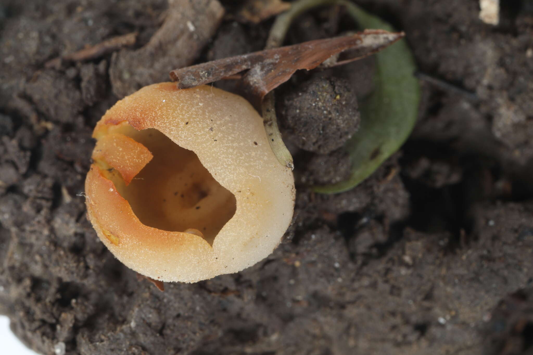 Image of Paragalactinia succosa (Berk.) Van Vooren