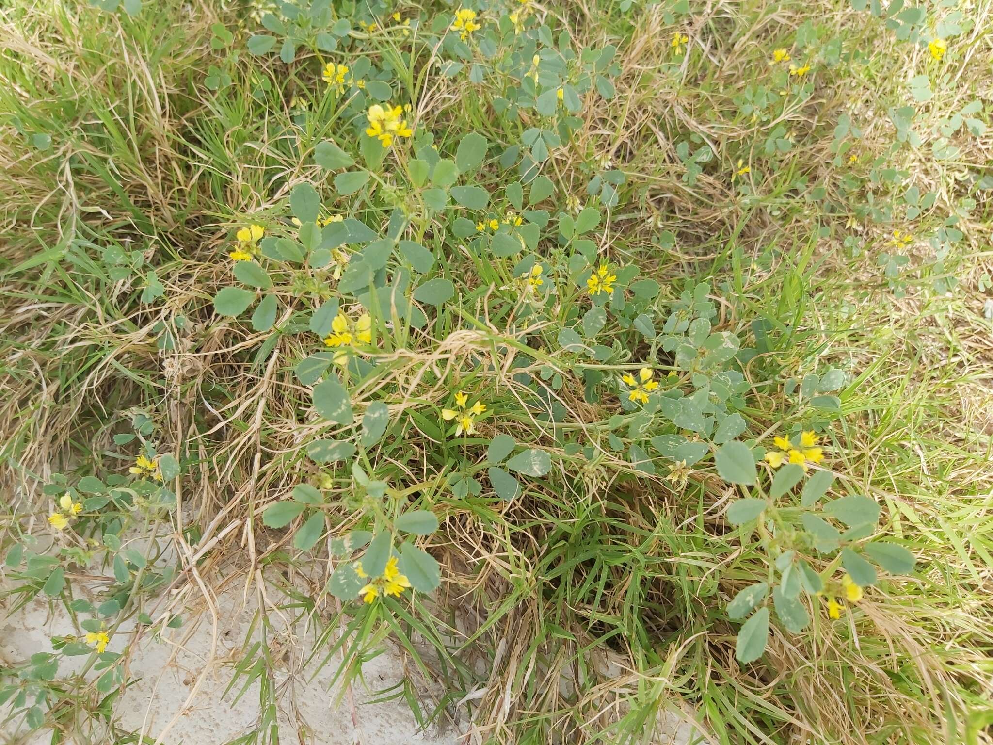 Image de Trigonella glabra Thunb.