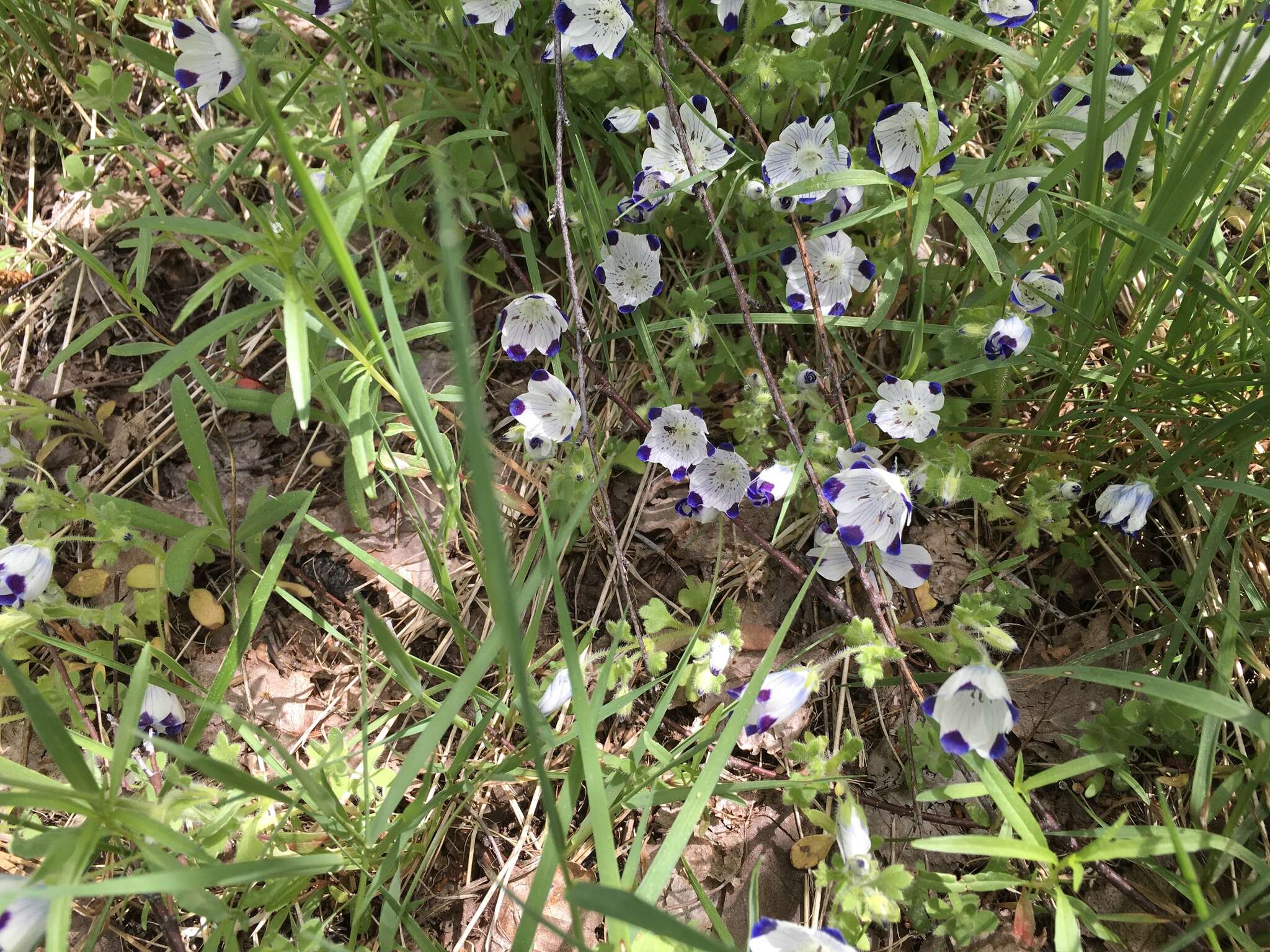 Imagem de Nemophila maculata Benth. ex Lindl.