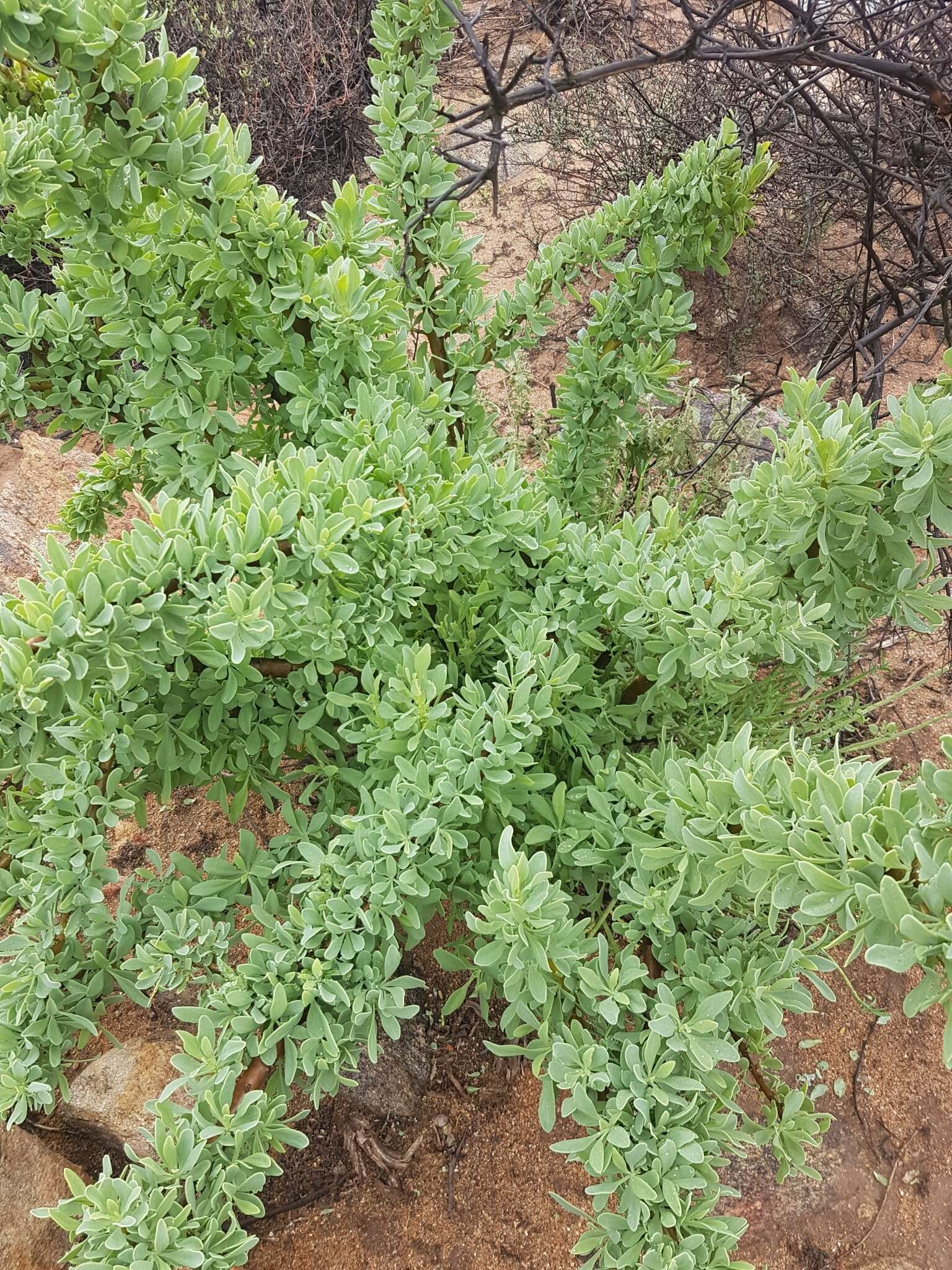 Imagem de Othonna cerarioides