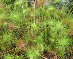 Image of miniature flatsedge