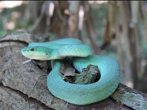 Image of White-lipped island pitviper