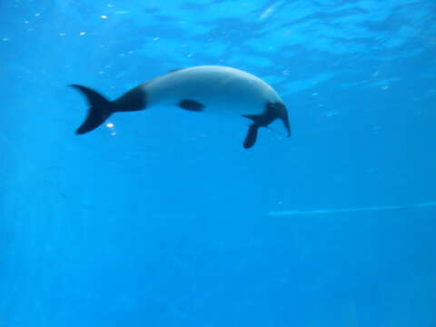 Image of Black-and-White Dolphin