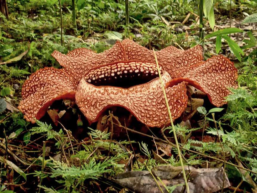 Image de Rafflesia arnoldii R. Br.