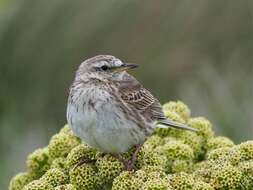 Image of Anthus novaeseelandiae aucklandicus Gray & GR 1862