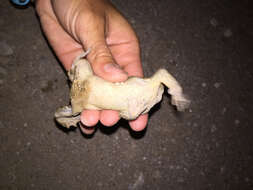 Image of Woodhouse's Toad