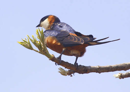 Image of Mosque Swallow