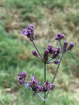 Image of Verbena intermedia Gillies & Hook.