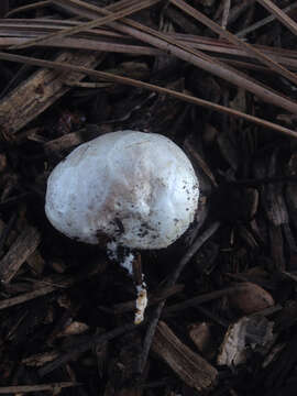 Image of Clathrus ruber P. Micheli ex Pers. 1801