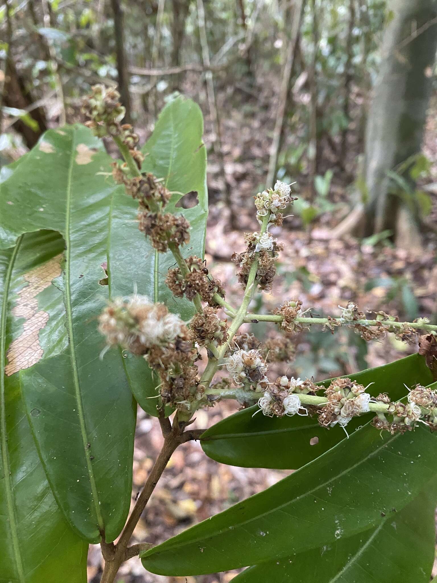 Image of <i>Myrcia eumecephylla</i>