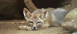 Image of Desert Fox