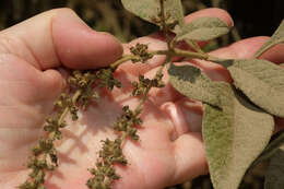 Слика од Buddleja americana L.