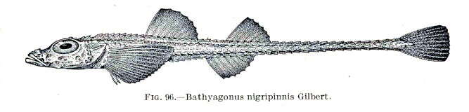 Image de Bathyagonus