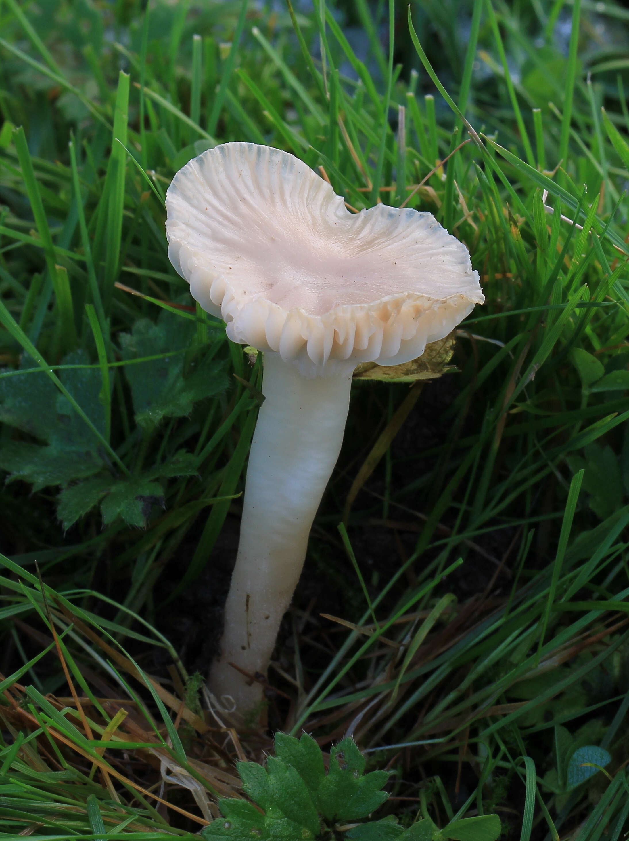 Image of Snowy Waxcap
