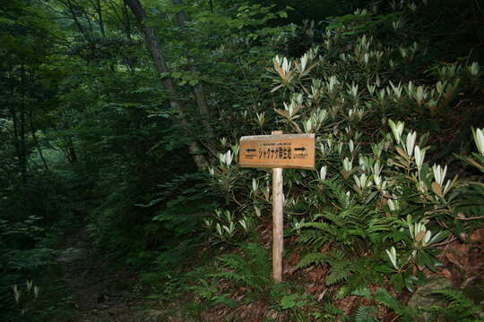 Image of Rhododendron degronianum Carr.