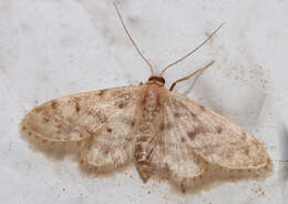 Image of Fortunate Idaea