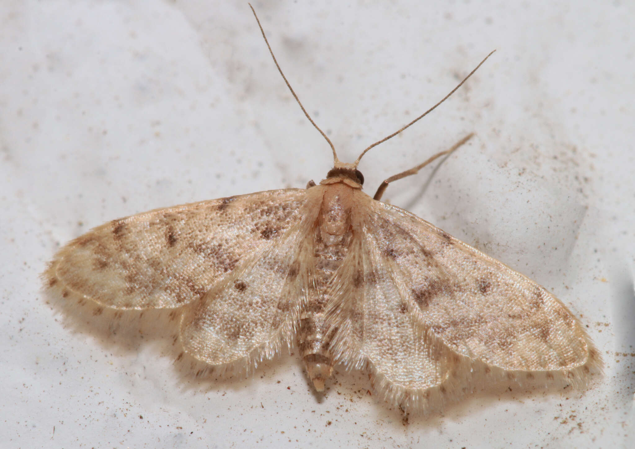 Image de Idaea bonifata Hulst 1887