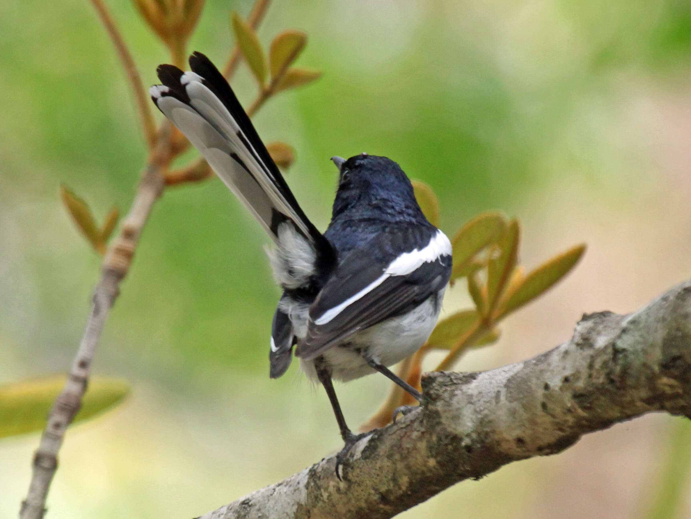 Image of Madagascan Magpie-Robin
