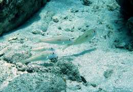 Image of West African Goatfish