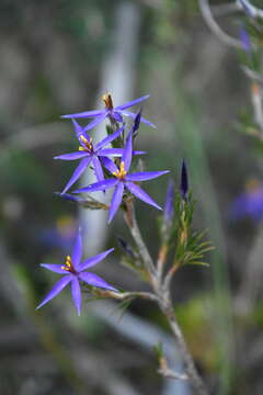 Image of Calectasia intermedia Sond.