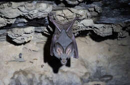 Image of Heart-nosed bat