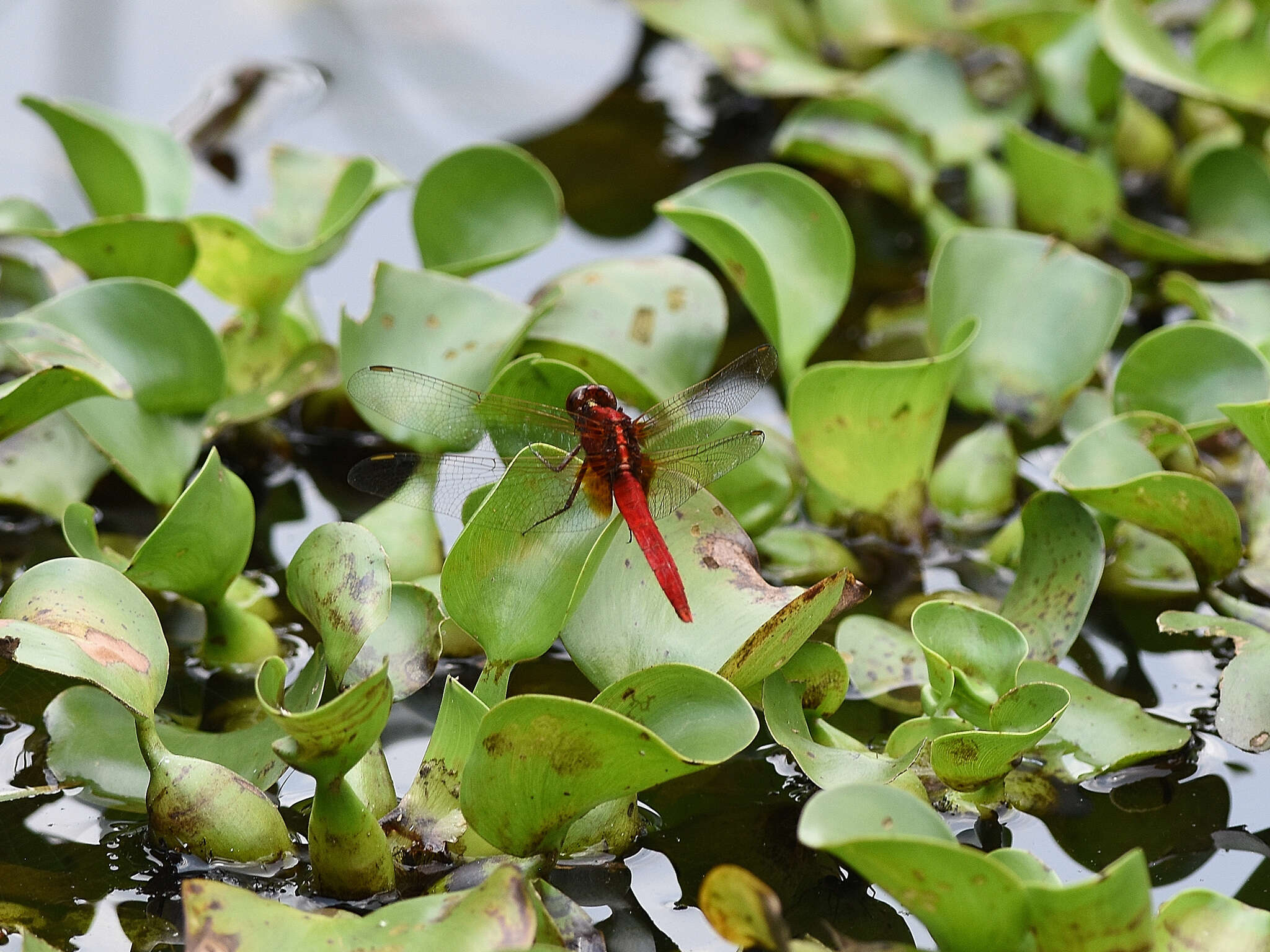 Imagem de Rhodothemis rufa (Rambur 1842)