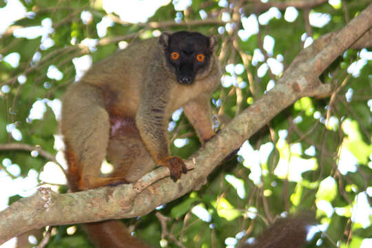 Image of brown lemur