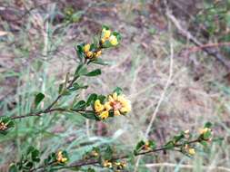 Sivun Pultenaea daphnoides Wendl. kuva