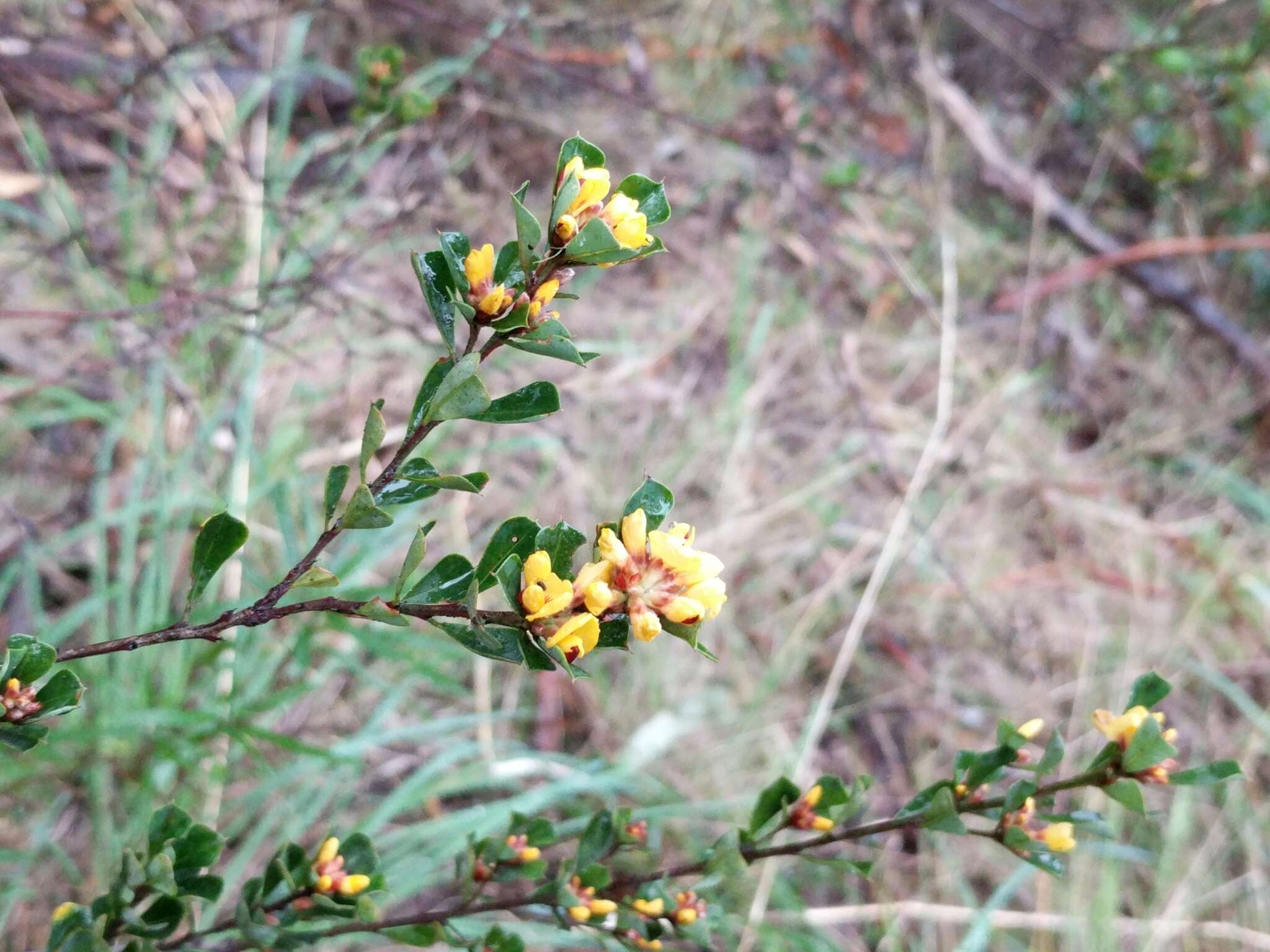 Sivun Pultenaea daphnoides Wendl. kuva