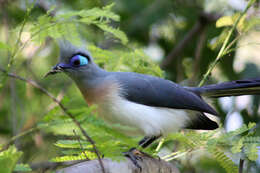 Image of Crested Coua