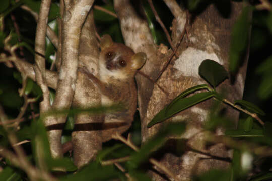 Image of Gray Mouse Lemur