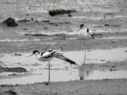 Image de Avocette à tête noire