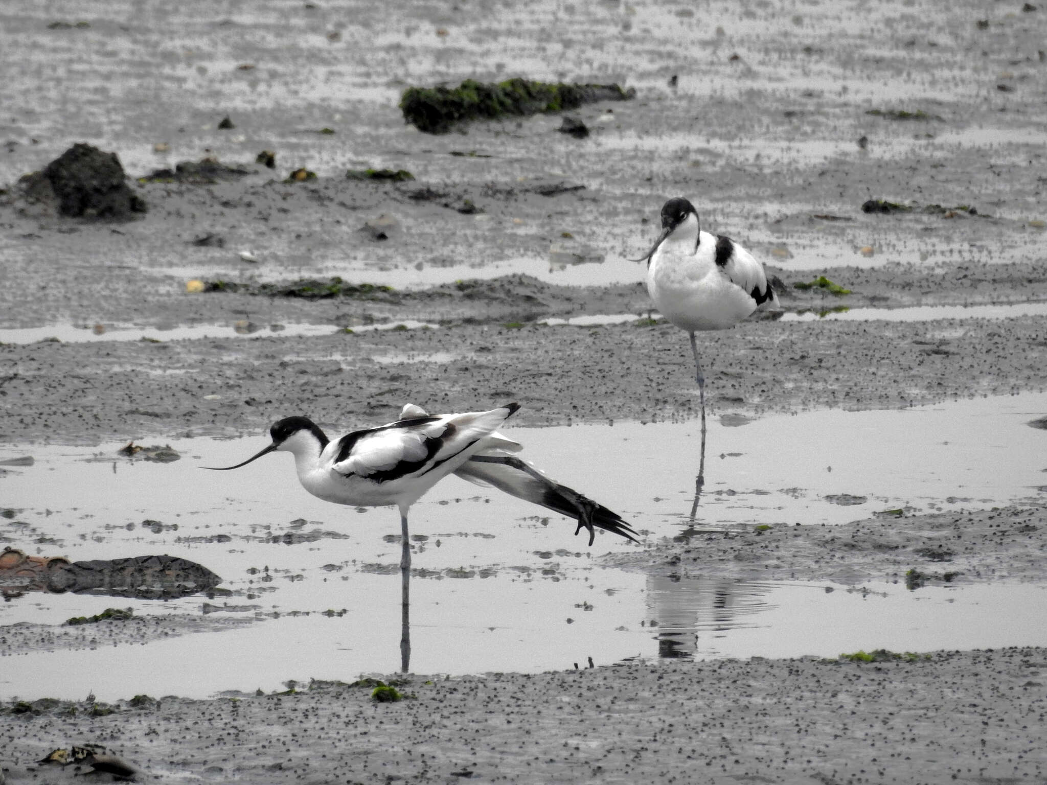 Image de Avocette à tête noire