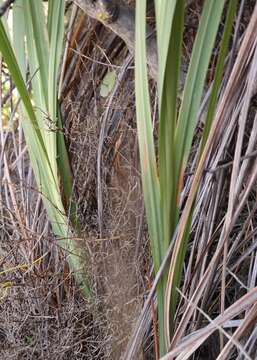 Image of Crocosmia fucata (Lindl.) M. P. de Vos